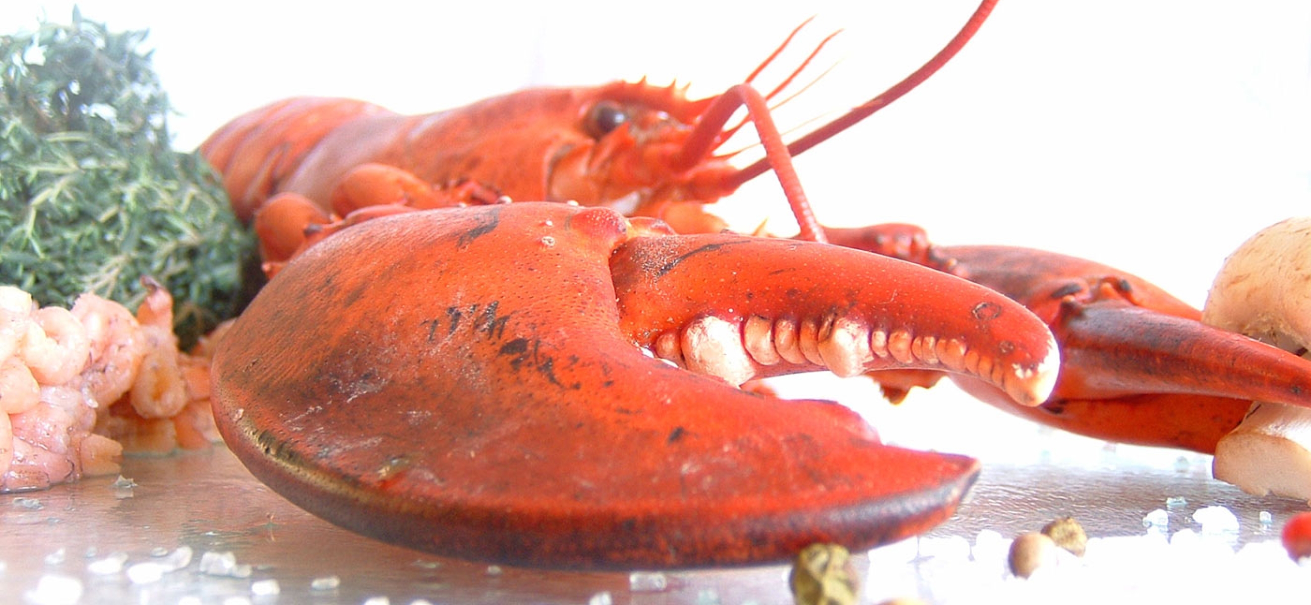 Ten Boogaerde, feestzaal, kortemark, trouwen, brunch, swingdiner, babyborrel, communie, huwelijk, restaurant, traiteur, eindejaar, jubileum, seminarie, feestzaal West-Vlaanderen, trouwfeest, huwelijksfeest, huwelijksbeurs, kerstavond, kerstdag, oudejaar, Nieuwjaar, kreeftenfestijn, sinterklaasbrunch, Valentijn, paashappening, Moederdag, vaderdag, bruidssuite, feestzalen brugge